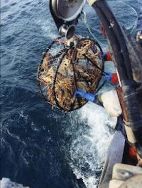 Bering Sea Crab Fishermens Tour